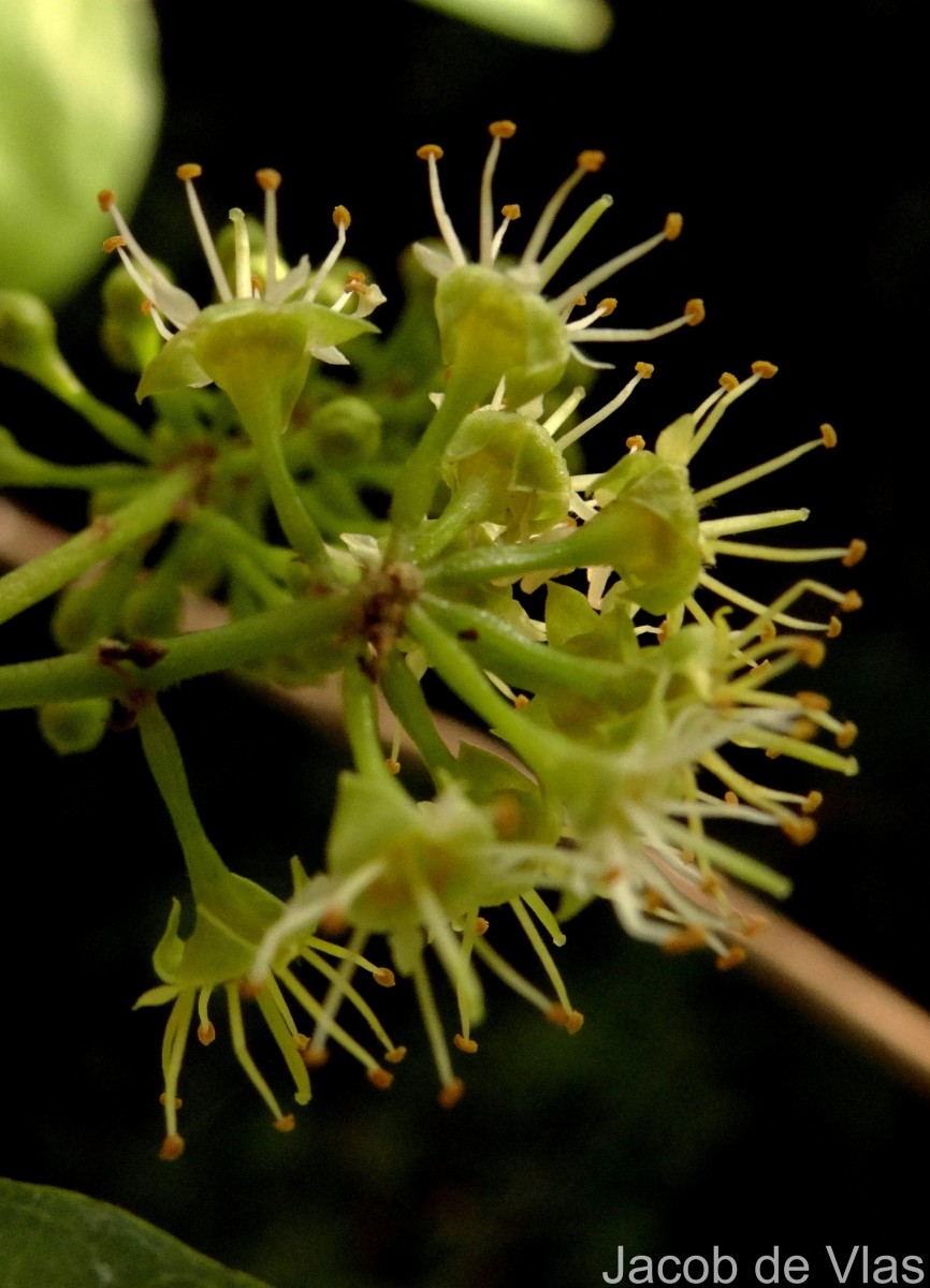 Combretum albidum G.DonRoxb. ex G.Don